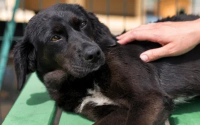 Drgawki u psa- co robić?