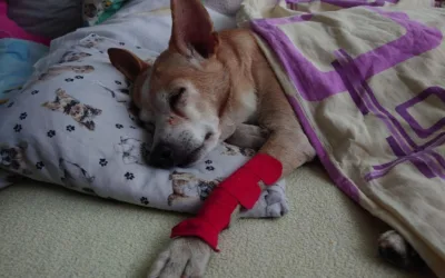 Psi senior – jak dostosować dom pod psa geriatrycznego