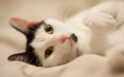 Wzbogacenie środowiska domowego kotów