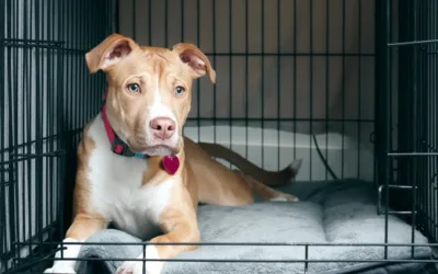 Czy klatka kennelowa jest dobra dla psa?