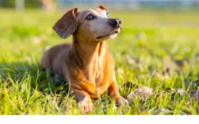 Przepuklina krążka międzykręgowego