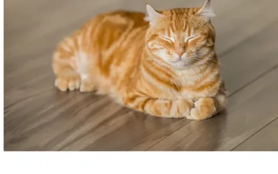 Wczesne objawy rozpoznawania bólu u kotów