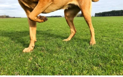 Zerwane więzadło krzyżowe