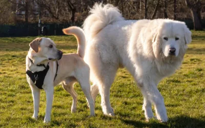 Dysplazja stawów biodrowych u&nbsp;psów